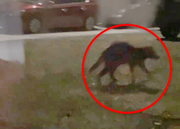 Một số người cho rằng đó là "Chupacabra", sinh vật huyền thoại chuyên hút máu dê trong truyền thuyết Mỹ. (Ảnh: Janay Lynn/Pen News)