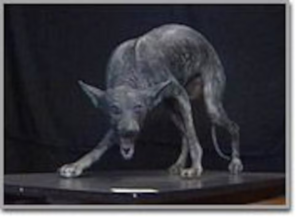 Chupacabra, còn gọi là "quỷ hút máu dê," là một sinh vật bí ẩn trong truyền thuyết bắt nguồn từ Puerto Rico vào những năm 1990. Tên gọi này xuất phát từ các vụ gia súc, đặc biệt là dê, bị cắn chết và hút sạch máu. Sinh vật này thường được mô tả giống kangaroo với răng nanh sắc nhọn, mắt đỏ sọc máu, và gai dọc sống lưng. (Ảnh: KCBD)