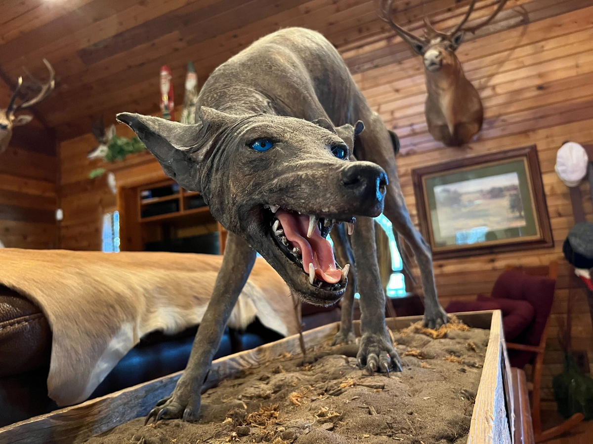 Dù được thêu dệt thành truyền thuyết đô thị, Chupacabra vẫn là một bí ẩn gây tò mò và tạo cảm hứng cho nhiều câu chuyện hoang đường. Các nhà khoa học đã tìm cách làm rõ hiện tượng này bằng các xét nghiệm DNA, chứng minh rằng đa số "Chupacabra" chỉ là những con vật bình thường mắc bệnh nặng. (Ảnh: Texas Standard)