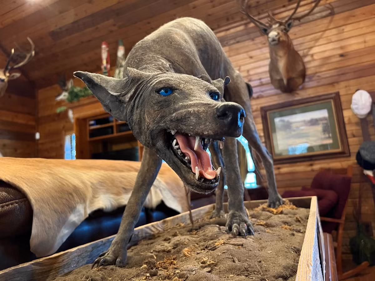 Dù được thêu dệt thành truyền thuyết đô thị, Chupacabra vẫn là một bí ẩn gây tò mò và tạo cảm hứng cho nhiều câu chuyện hoang đường. Các nhà khoa học đã tìm cách làm rõ hiện tượng này bằng các xét nghiệm DNA, chứng minh rằng đa số "Chupacabra" chỉ là những con vật bình thường mắc bệnh nặng. (Ảnh: Texas Standard)