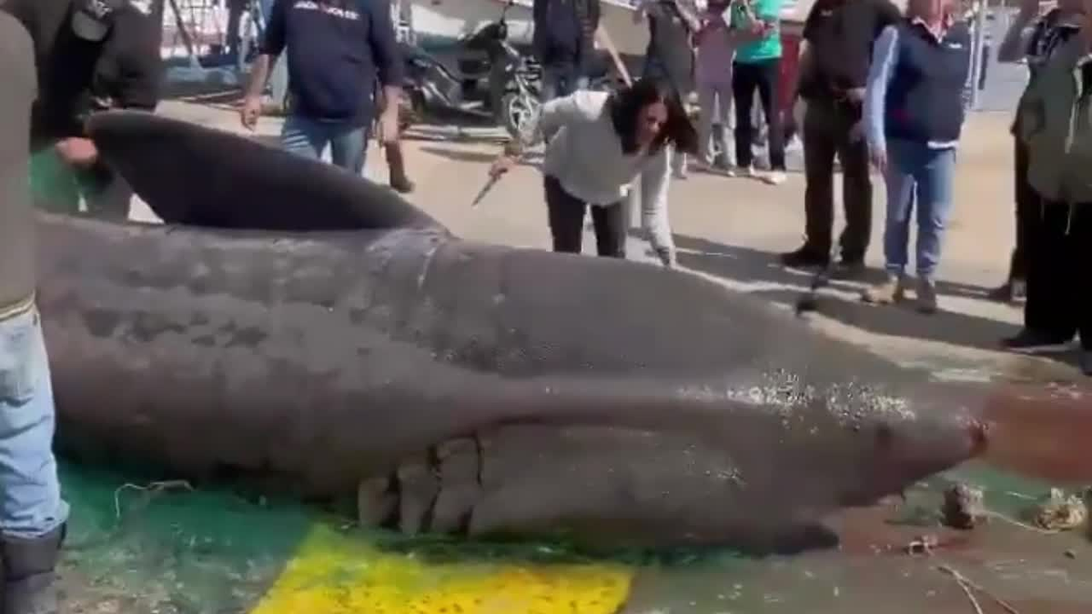 Tại vùng Catalonia, Tây Ban Nha, một ngư dân vô tình bắt được một con cá mập phơi nắng dài 6,7 mét, thu hút sự chú ý của cộng đồng mạng và địa phương. Con " quái ngư" này, thuộc loài được bảo vệ nghiêm ngặt tại Tây Ban Nha, bị vướng vào lưới đánh cá và được đưa lên bờ gần khu vực Port de la Selva. (Ảnh: Người đưa tin)