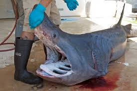 Nó từ lâu đã là loài cá thương mại quan trọng, như một nguồn thực phẩm, vây cá mập, thức ăn gia súc, và dầu gan cá mập. (Ảnh: Integration and Application Network)