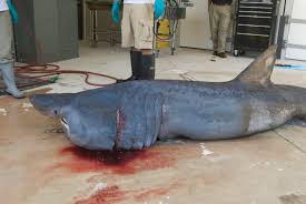 Khai thác quá mức đã làm giảm số lượng quần thể của nó đến điểm mà một số nơi nó đã biến mất và những nơi khác cần được bảo vệ.(Ảnh: Integration and Application Network)