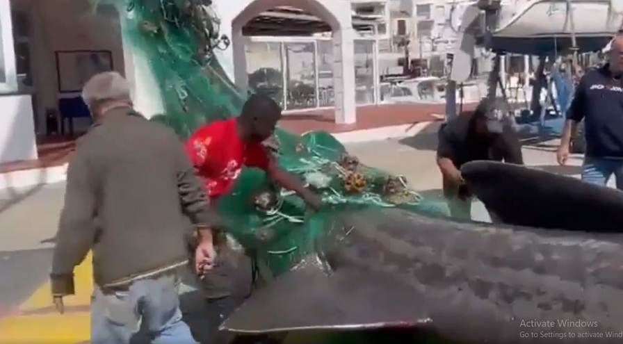 Đoạn video ghi lại khoảnh khắc này đã lan truyền mạnh mẽ, thu hút hơn 150.000 lượt xem trên nền tảng X (Twitter trước đây). Dù con cá mập đã không còn dấu hiệu sống khi tàu cập cảng, các nhà nghiên cứu tại tổ chức CRAM đã thu thập mẫu sinh học để phục vụ công tác nghiên cứu.(Ảnh: Người đưa tin)