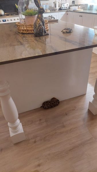 Một sự cố tương tự xảy ra ở Bangkok, Thái Lan, khi Viriyaporn Aom vô tình giẫm lên rắn hổ mang hai lần ở hiên nhà mà không nhận ra. May mắn thay, con rắn không tấn công cô. Đội cứu hộ sau đó bắt được con rắn. Cả hai sự việc nhấn mạnh tầm quan trọng của việc cảnh giác với động vật hoang dã trong môi trường sống của con người. (Ảnh: FB/Corné Uys)