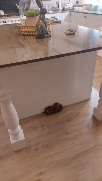 Một sự cố tương tự xảy ra ở Bangkok, Thái Lan, khi Viriyaporn Aom vô tình giẫm lên rắn hổ mang hai lần ở hiên nhà mà không nhận ra. May mắn thay, con rắn không tấn công cô. Đội cứu hộ sau đó bắt được con rắn. Cả hai sự việc nhấn mạnh tầm quan trọng của việc cảnh giác với động vật hoang dã trong môi trường sống của con người. (Ảnh: FB/Corné Uys)