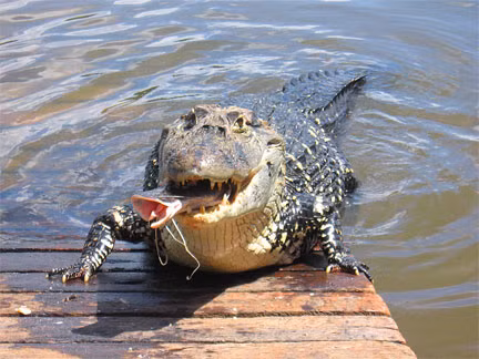 Trong thế kỷ 20, chúng từng đứng trước nguy cơ tuyệt chủng do bị săn bắt để lấy da. (Ảnh: Stabroek News)