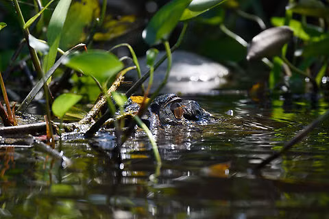 Lực cắn cực mạnh giúp chúng dễ dàng kéo con mồi xuống nước và hạ gục chỉ trong vài giây. (Ảnh: jungledragon)
