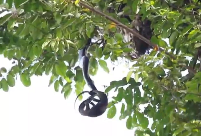 Mặc dù phải treo mình bất lợi giữa không trung, con rắn vẫn duy trì thế chủ động và từng bước hạ gục kỳ đà bằng sức mạnh cơ bắp vượt trội. Trong khi đó, mọi nỗ lực chống cự của kỳ đà trở nên vô vọng trước áp lực tử thần từ kẻ săn mồi nguy hiểm này. (Ảnh: DNVN)