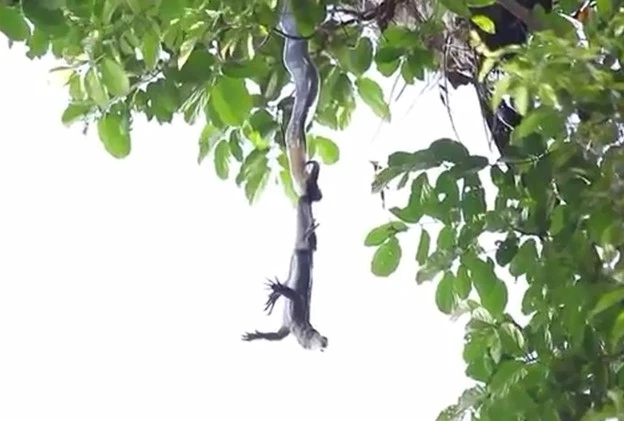 Con "quái thú" nhanh chóng siết chặt con mồi bằng chiếc đuôi quấn quanh cành cây, tạo thành điểm tựa chắc chắn giữa không trung. Dù phản kháng quyết liệt, kỳ đà không thể thoát khỏi sự siết chặt mạnh mẽ và cú cắn độc của rắn hổ mang chúa. (Ảnh: DNVN)
