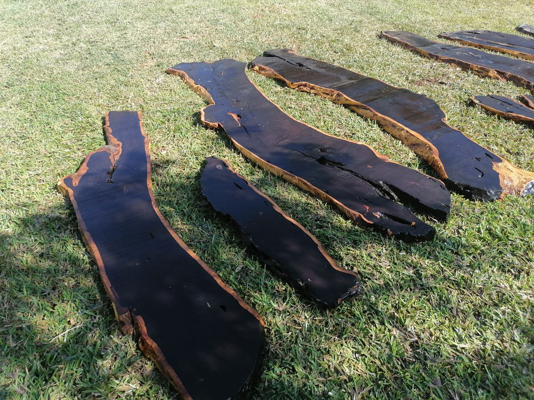 Gỗ đen châu Phi, hay còn gọi là African Blackwood, là một trong những loại gỗ đắt nhất nhì trên thế giới. Loại gỗ này được ví như “vàng đen” trong ngành công nghiệp gỗ toàn cầu nhờ giá trị kinh tế cao và vẻ đẹp độc nhất vô nhị. (Ảnh: Wood Demand)