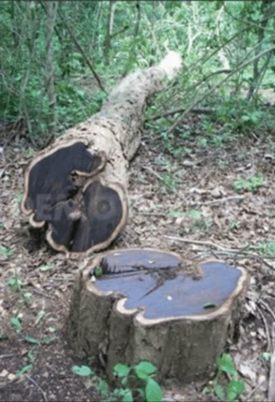 Gỗ đen châu Phi nổi tiếng với kết cấu dày đặc, bóng láng và màu sắc từ đỏ đến đen thuần khiết. (Ảnh: IndiaMART)