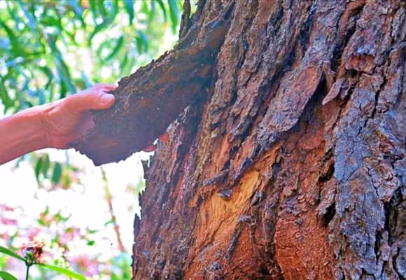 Việc bảo tồn hiệu quả đòi hỏi phối hợp đa ngành giữa chính quyền, viện nghiên cứu, người dân và tổ chức quốc tế, hướng tới phát triển rừng bền vững và du lịch sinh thái. (Ảnh: Thương Hiệu và Pháp Luật)