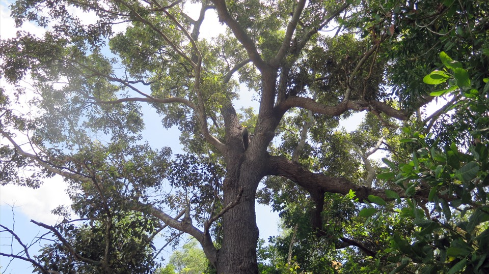 Chai lá cong (Shorea falcata) là loài cây gỗ đặc hữu quý hiếm, nổi tiếng với độ cứng như thép, hiện chỉ còn 13 cây cổ thụ trên toàn thế giới – tất cả đều nằm tại Việt Nam. (Ảnh: Báo Lao động)