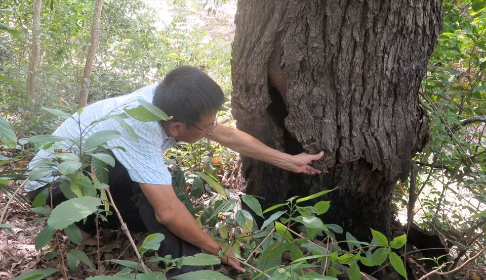 Loài cây này phân bố giới hạn tại các khu rừng phòng hộ ven biển miền Trung, chủ yếu ở Phú Yên (7 cây) và Khánh Hòa (6 cây). (Ảnh: Báo Lao động)