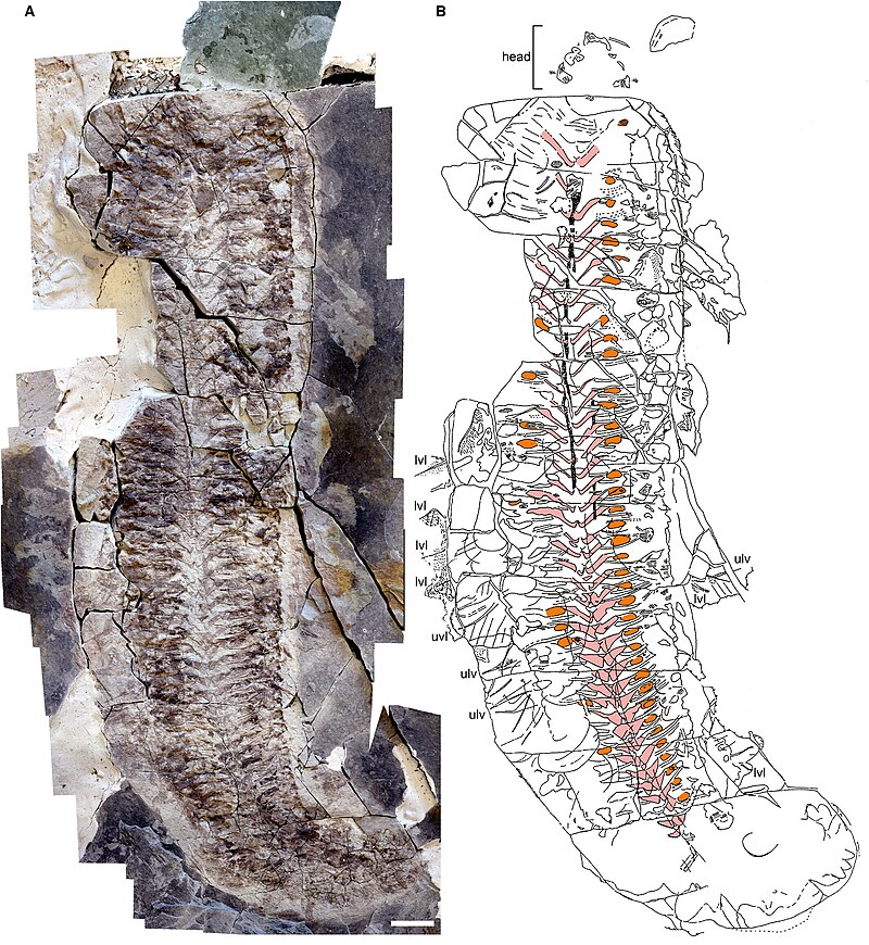 Theo SciTech Daily, sinh vật này được đặt tên là Keurbos susanae (biệt danh "Sue"), không có chân, đầu hay mai, nhưng phần mô mềm như cơ, gân và ruột vẫn được bảo quản hoàn hảo – điều cực kỳ hiếm gặp trong hóa thạch học. (Ảnh: Wikipedia)