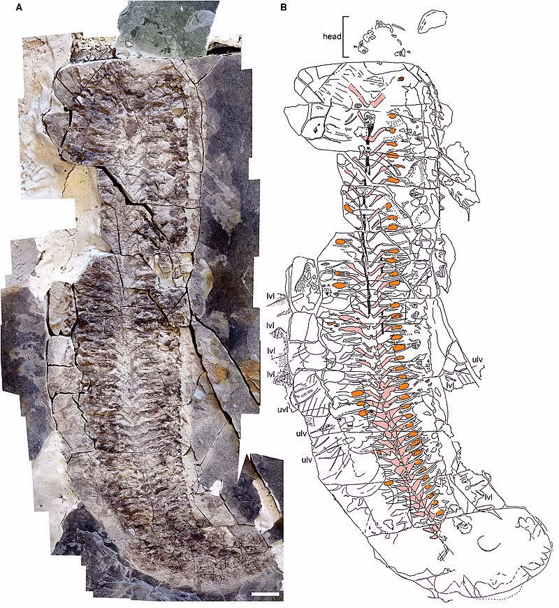 Theo SciTech Daily, sinh vật này được đặt tên là Keurbos susanae (biệt danh "Sue"), không có chân, đầu hay mai, nhưng phần mô mềm như cơ, gân và ruột vẫn được bảo quản hoàn hảo – điều cực kỳ hiếm gặp trong hóa thạch học. (Ảnh: Wikipedia)