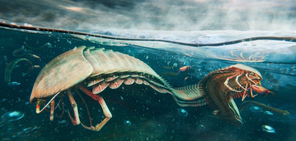 Sue được cho là thuộc nhóm động vật đa phân đoạn, có thể liên quan đến động vật chân đốt ngày nay. (Ảnh: Bluesky)