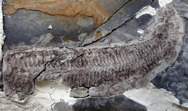 Một hóa thạch sinh vật kỳ lạ với cơ thể nguyên vẹn hơn cả xác ướp Ai Cập được tìm thấy tại Nam Phi, có niên đại 444 triệu năm, thuộc kỷ Ordovic. (Ảnh: Đại học LEICESTER)