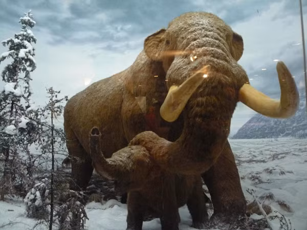 Cuộc săn bắt của con người thời cổ đại là nhát dao cuối cùng chấm dứt sự thống trị của những “gã khổng lồ” kỷ băng hà.