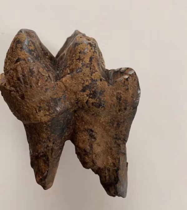 Các chuyên gia từ Đại học Michigan xác nhận hóa thạch này có tuổi đời ít nhất 11.000 năm.