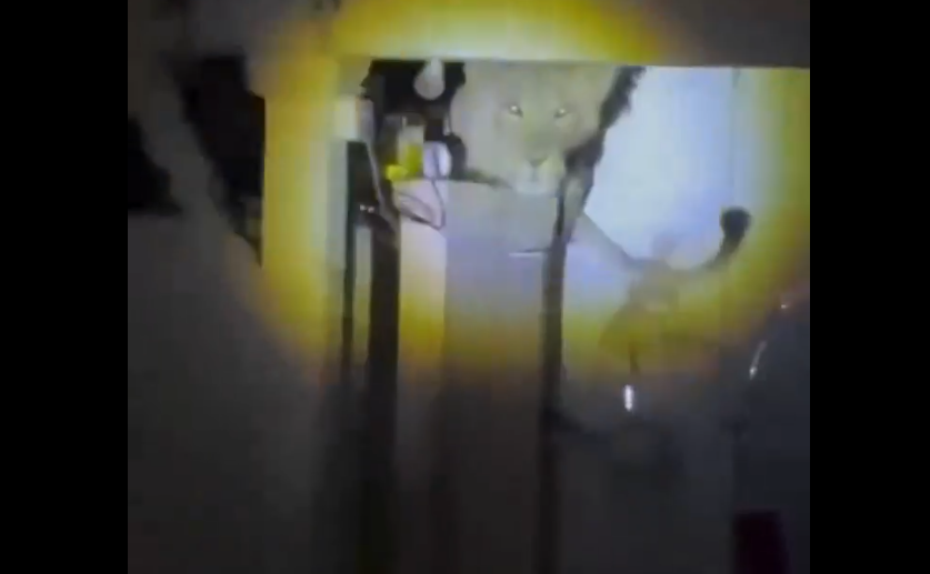 Gia đình nhanh chóng ghi lại sự việc, gọi người dân xung quanh và báo lực lượng kiểm lâm. Con sư tử được cho là đã nhảy qua bức tường cao 4 mét để đột nhập.