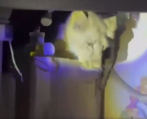 Sự việc gây xôn xao mạng xã hội, làm dấy lên mối lo ngại về việc xâm lấn môi trường sống của động vật hoang dã, khiến chúng phải di chuyển vào khu vực sinh sống của con người. Một số ý kiến còn đùa rằng con sư tử có lẽ ngửi thấy mùi đồ ăn trong bếp.