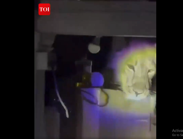 Một gia đình ở làng Kovaya, bang Gujarat (Ấn Độ), đã gặp phải tình huống hãi hùng khi phát hiện một con "vị khách không mời" cố chen qua khe tường bếp vào nhà vào đêm 1/4. Tiếng động ban đầu được cho là mèo hoang, nhưng khi soi đèn, họ nhận ra đó là đầu của một con sư tử.