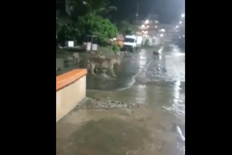 Trước đó, tại thành phố Junagadh, bang Gujarat (Ấn Độ), 7 con sư tử từ khu bảo tồn Girnar được ghi hình khi lang thang trên đường phố vào ban đêm.