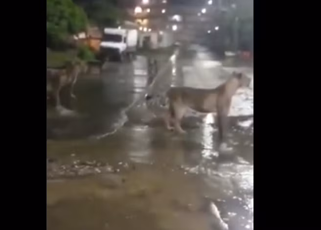 Sự việc xảy ra gần một con đường vắng vẻ, khi trời tối và có mưa. Đàn sư tử không gây nguy hiểm và chỉ di chuyển một lát trước khi rời đi.