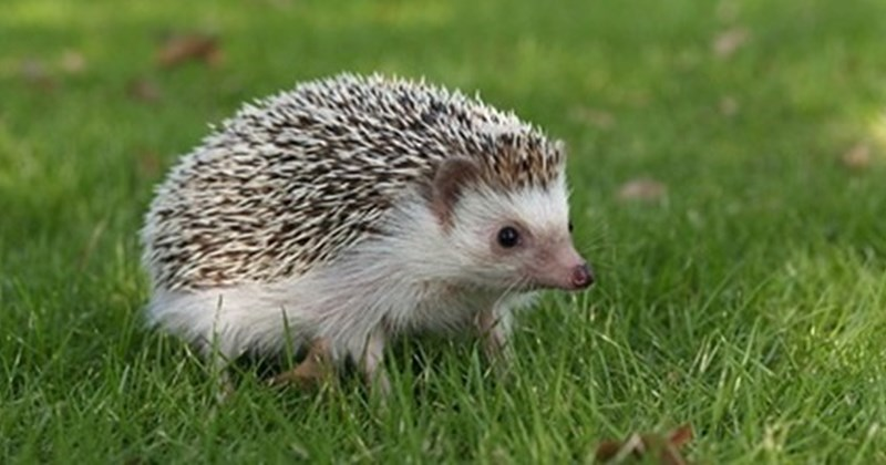 Nhím chủ yếu sống ở các khu vực có khí hậu ôn hòa, bao gồm Châu Âu, Châu Á và một số khu vực ở Châu Phi. Ngoài ra, chúng cũng có mặt tại nhiều khu vực trên thế giới dưới dạng loài nuôi hoặc loài hoang dã.(Ảnh:asiapata)