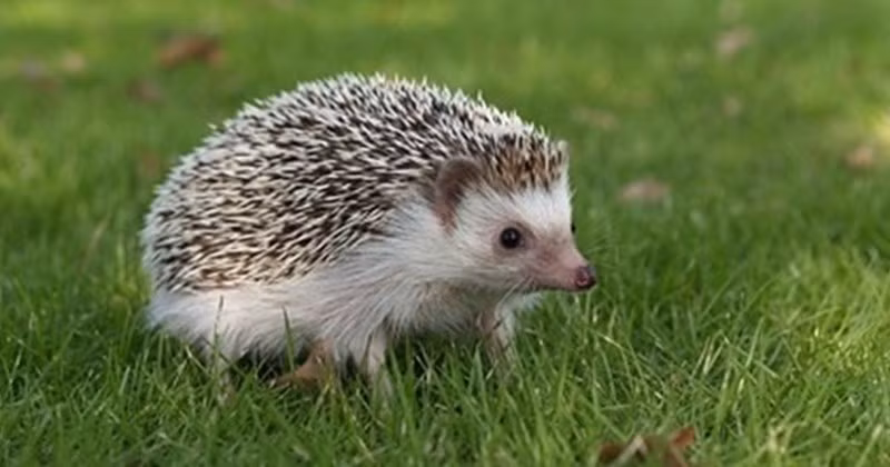 Nhím chủ yếu sống ở các khu vực có khí hậu ôn hòa, bao gồm Châu Âu, Châu Á và một số khu vực ở Châu Phi. Ngoài ra, chúng cũng có mặt tại nhiều khu vực trên thế giới dưới dạng loài nuôi hoặc loài hoang dã.(Ảnh:asiapata)