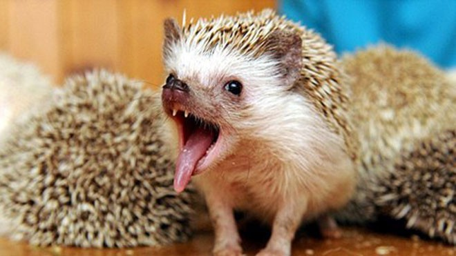 Đặc điểm dễ nhận diện nhất của loài nhím chính là lớp gai trên cơ thể. Những chiếc gai này thực chất là những sợi lông cứng, sắc nhọn, được phát triển từ da. (Ảnh: asiapata)