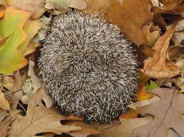 Chúng không phải là lông thông thường mà là một dạng cấu trúc bảo vệ, giúp nhím đối phó với kẻ thù. Khi gặp nguy hiểm, nhím có thể cuộn tròn cơ thể lại để tạo thành một quả bóng gai, làm cho kẻ săn mồi khó có thể tiếp cận hay tấn công. (Ảnh:The Guardian)