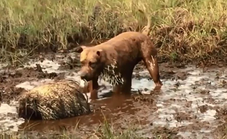 Một chú chó hung hăng đã cố gắng tấn công một con nhím, nhưng kết quả là toàn thân bị găm đầy lông nhím sắc nhọn, từ mõm đến chân. May mắn, người chủ đã kịp thời can thiệp, tránh tình trạng trở nên nghiêm trọng hơn. (Ảnh: DNVN)