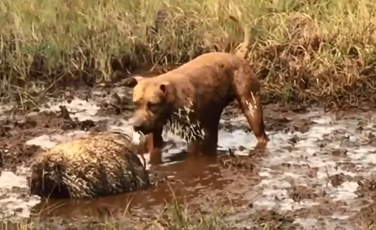 Một chú chó hung hăng đã cố gắng tấn công một con nhím, nhưng kết quả là toàn thân bị găm đầy lông nhím sắc nhọn, từ mõm đến chân. May mắn, người chủ đã kịp thời can thiệp, tránh tình trạng trở nên nghiêm trọng hơn. (Ảnh: DNVN)