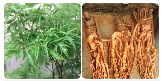 Tuy nhiên, bác sĩ khuyến cáo không nên lạm dụng vì hàm lượng saponin cao có thể gây mệt mỏi nếu dùng quá nhiều. (Ảnh: VOV)