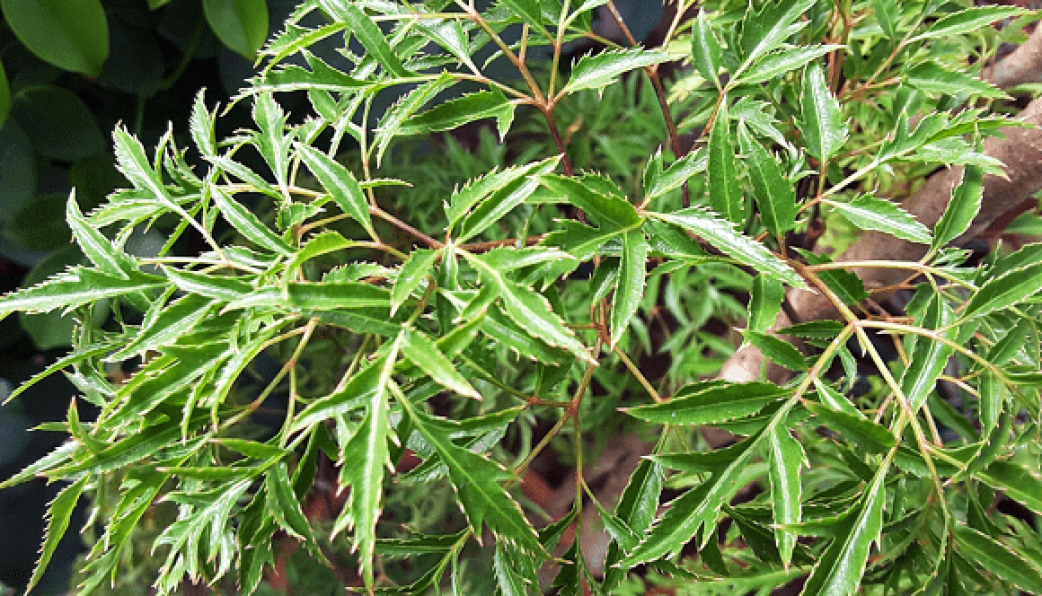 Cây đinh lăng, được Hải Thượng Lãn Ông gọi là “ sâm của người nghèo”, là loài cây dân dã quen thuộc với người Việt từ xưa đến nay. (Ảnh: Sức khoẻ đời sống)