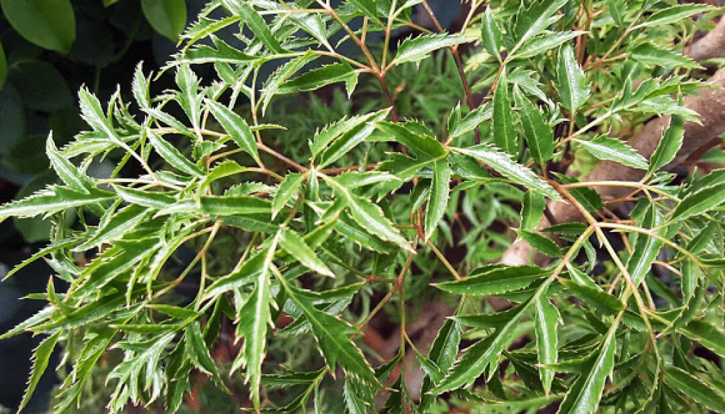 Cây đinh lăng, được Hải Thượng Lãn Ông gọi là “ sâm của người nghèo”, là loài cây dân dã quen thuộc với người Việt từ xưa đến nay. (Ảnh: Sức khoẻ đời sống)