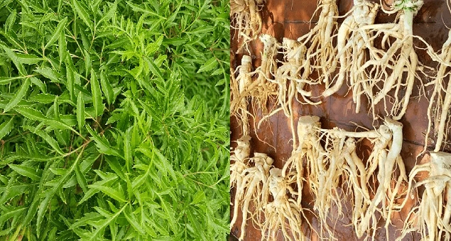 Rễ cây 3–5 năm tuổi có tác dụng bồi bổ, tăng sức bền, hỗ trợ trí nhớ và kháng viêm hiệu quả. (Ảnh: YouMed)