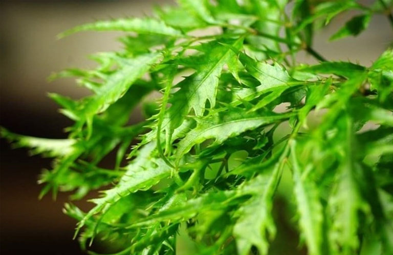 Lá cây có khả năng giữ bụi, hấp thụ CO₂ và nhả O₂, cải thiện chất lượng không khí, đồng thời mang lại tác dụng phong thủy tích cực. (Ảnh: Sở Y tế)