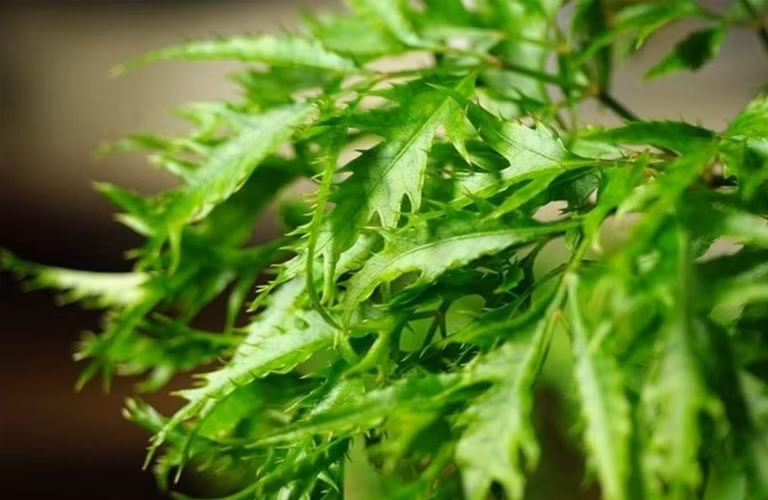 Lá cây có khả năng giữ bụi, hấp thụ CO₂ và nhả O₂, cải thiện chất lượng không khí, đồng thời mang lại tác dụng phong thủy tích cực. (Ảnh: Sở Y tế)