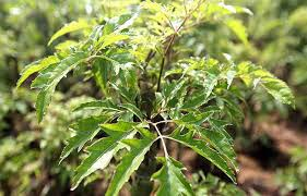 Tất cả các bộ phận của đinh lăng (lá, thân, rễ) đều có thể làm thuốc, chứa nhiều dưỡng chất quý như vitamin nhóm B, khoáng chất, saponin, flavonoid, alcaloid và acid amin. (Ảnh: Sở Y tế Hà Nội)