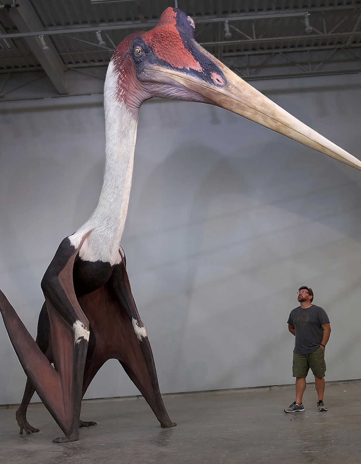Mẫu hóa thạch ban đầu bị nhầm là của Quetzalcoatlus, nhưng công nghệ quét laser hiện đại đã giúp nhận diện chính xác loài mới.(Ảnh: Reddit)