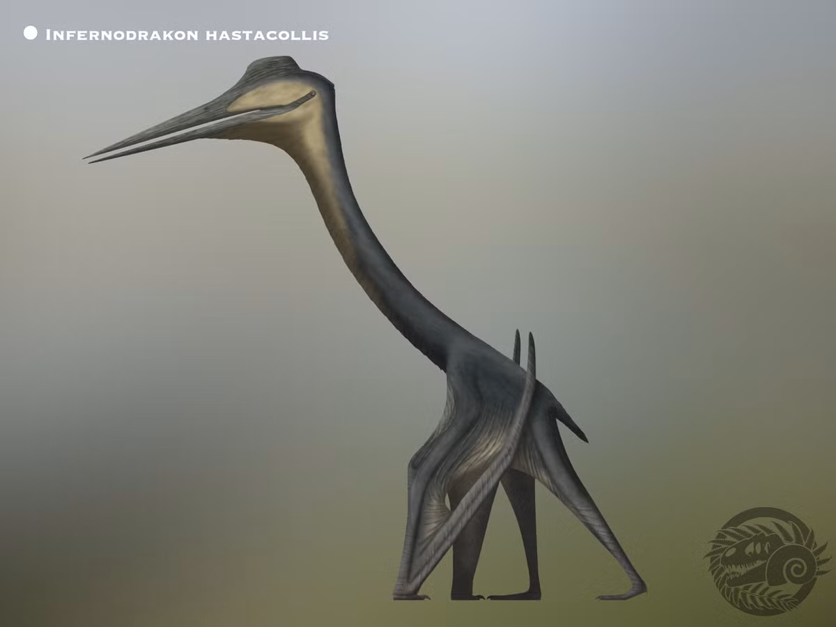 Với sải cánh từ 3–4 mét, Infernodrakon tuy nhỏ hơn họ hàng Quetzalcoatlus nhưng vẫn vượt xa kích thước mọi loài chim hiện nay.(Ảnh: DeviantArt)