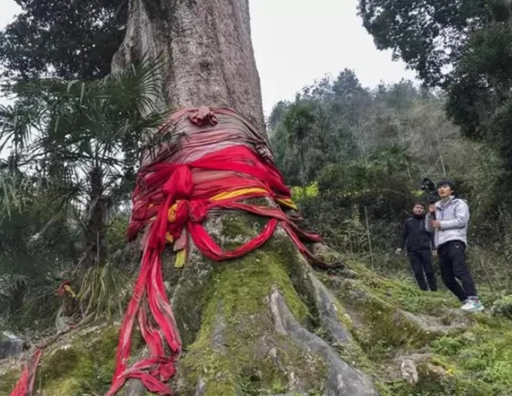 Vào mùa Đông, khi sờ vào gỗ kim tơ nam mộc không bị lạnh nên hoàng đế và hoàng tộc Trung Quốc thời phong kiến thường dùng nó để làm giường, đồ nội thất.