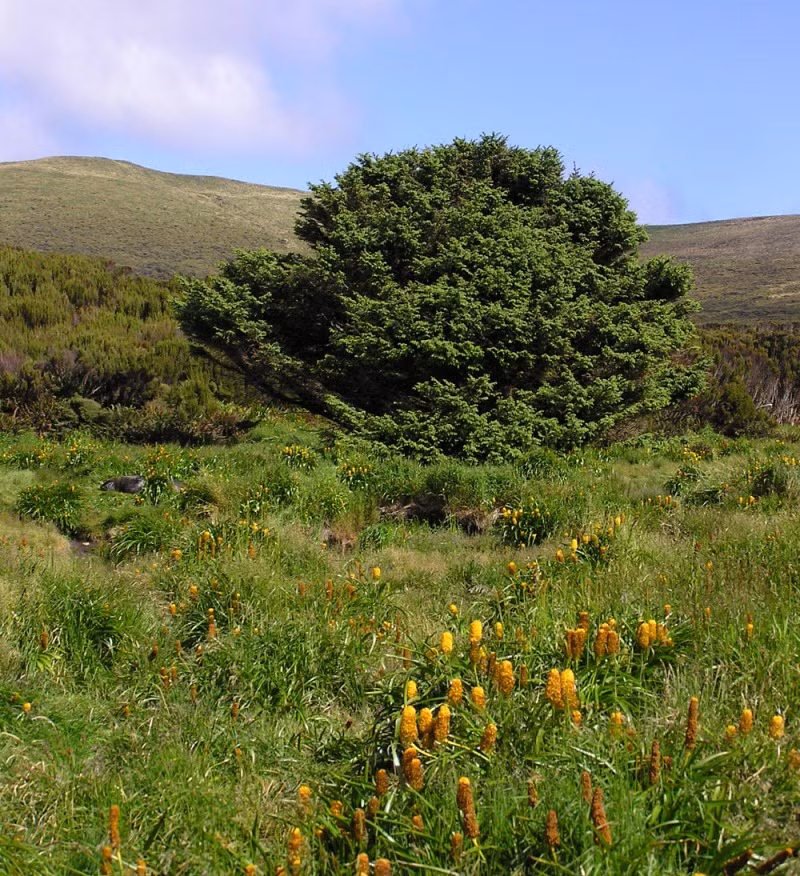 Tiến sĩ Jocelyn Turnbull xem cây như công cụ quý giá để nghiên cứu sự hấp thụ carbon dioxide ở Nam Đại Dương – khu vực hấp thụ tới 10% lượng CO2 toàn cầu trong 150 năm. (Ảnh: amusingplanet)