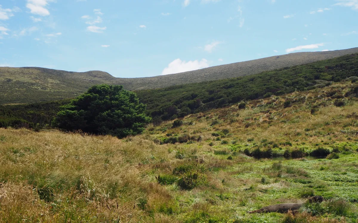 Mẫu lõi cây được lấy từ năm 2016 nhưng kết quả vẫn đang trong quá trình phân tích. (Ảnh: atlasobscura)