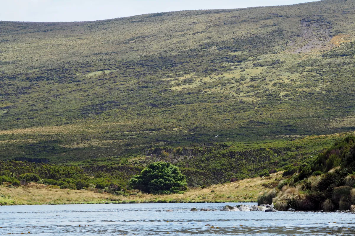 Do không thể lấy mẫu khí cổ xưa, các nhà khoa học đã nghĩ đến việc phân tích vòng sinh trưởng của cây để truy dấu CO2 trong quá khứ. (Ảnh: atlasobscura)