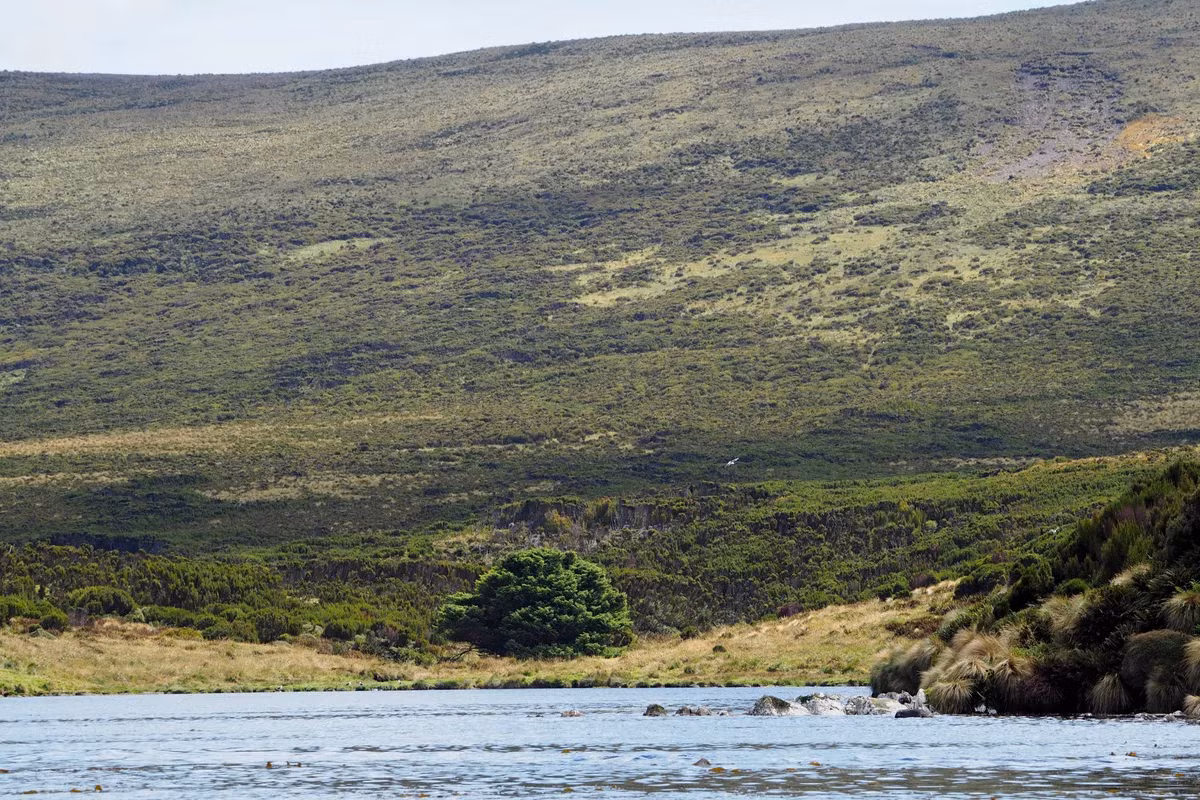 Do không thể lấy mẫu khí cổ xưa, các nhà khoa học đã nghĩ đến việc phân tích vòng sinh trưởng của cây để truy dấu CO2 trong quá khứ. (Ảnh: atlasobscura)